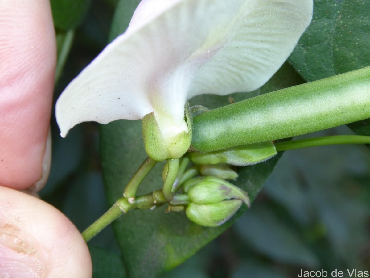 Centrosema pubescens Benth.